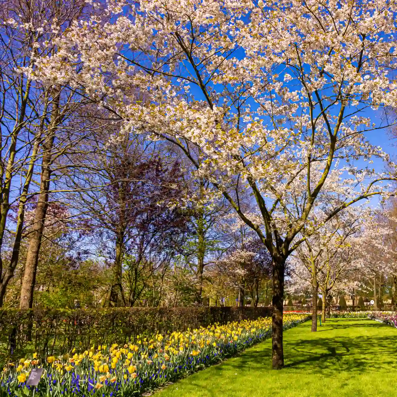 Spring garden landscape in bloom across the estate grounds.