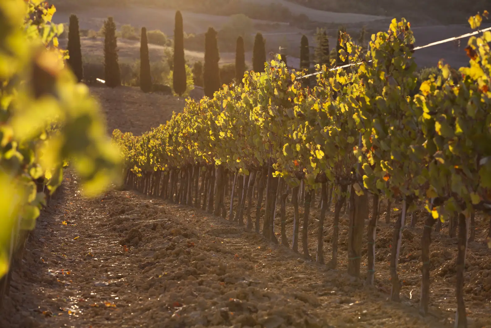 Rows of estate vineyard vines forming a natural aisle at golden hour.