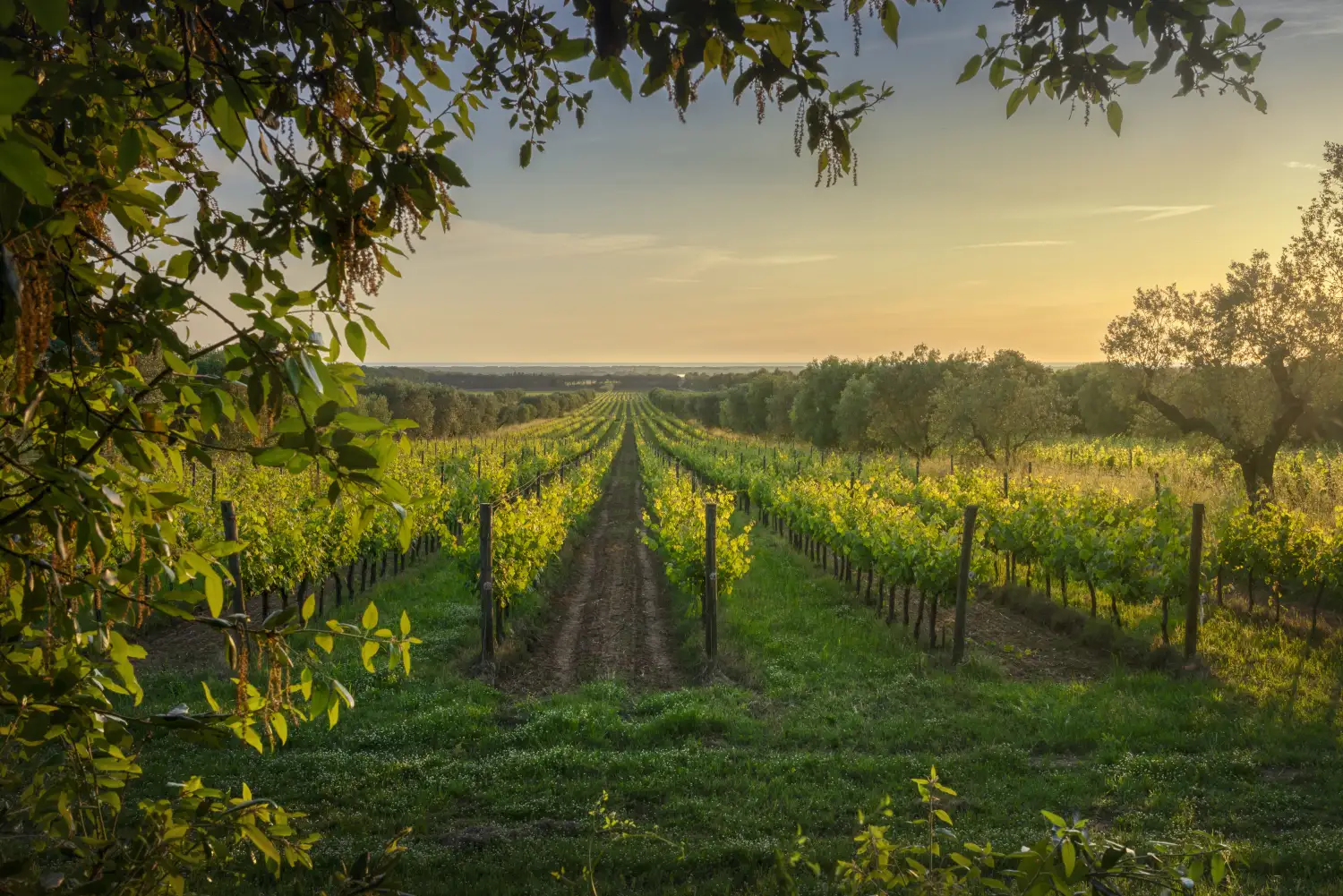 Estate vineyard rows at dusk.